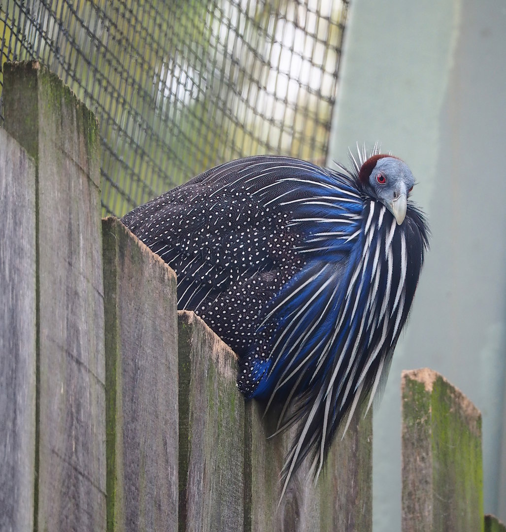 Vulturine guineafowl (Acryllium vulturinum), 2022-10-29