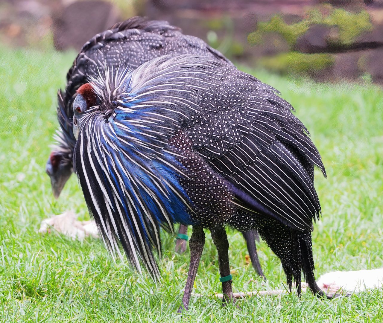 Vulturine guineafowl (Acryllium vulturinum), 2023-04-08