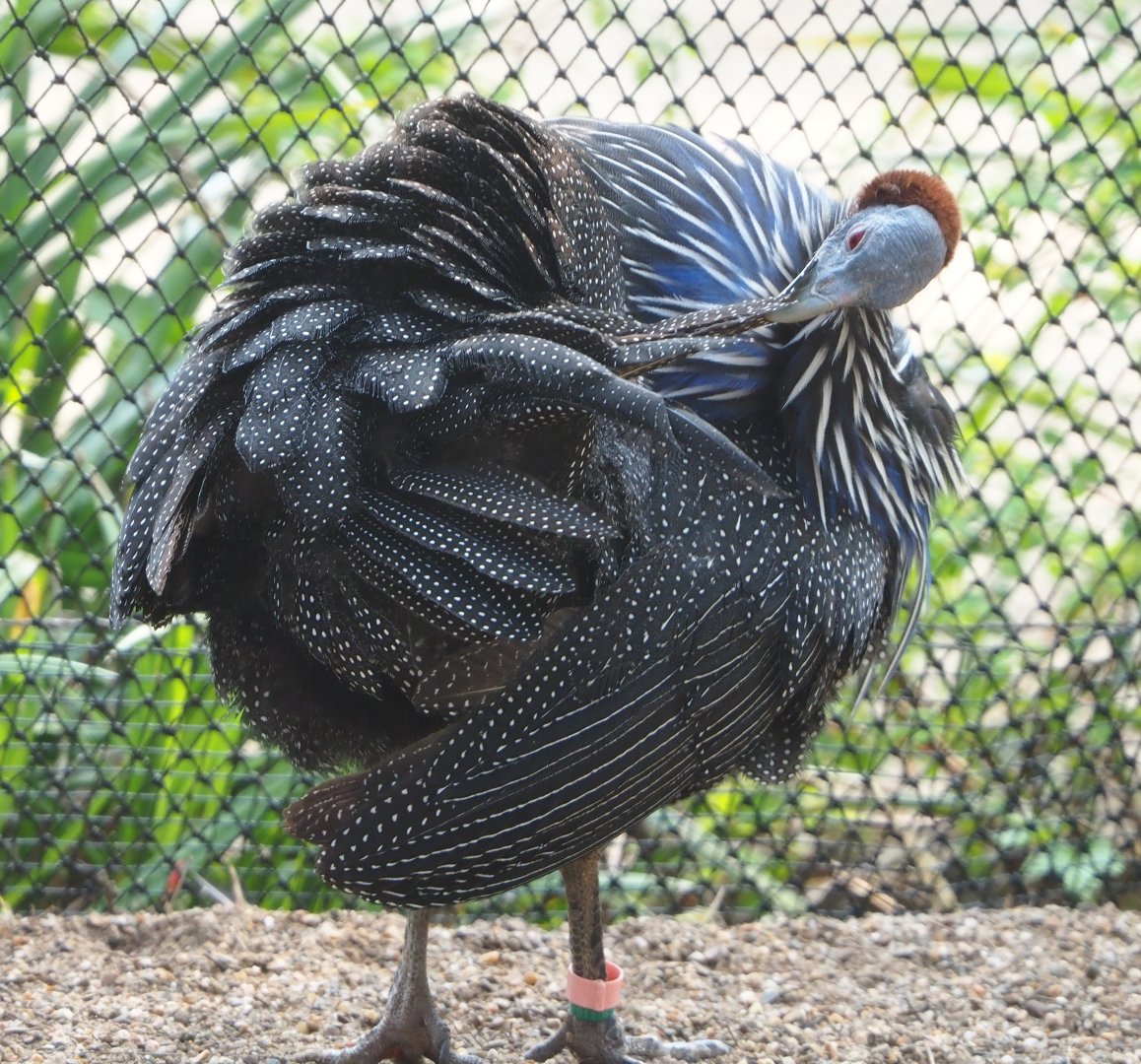 Vulturine guineafowl (Acryllium vulturinum), 2023-04-18