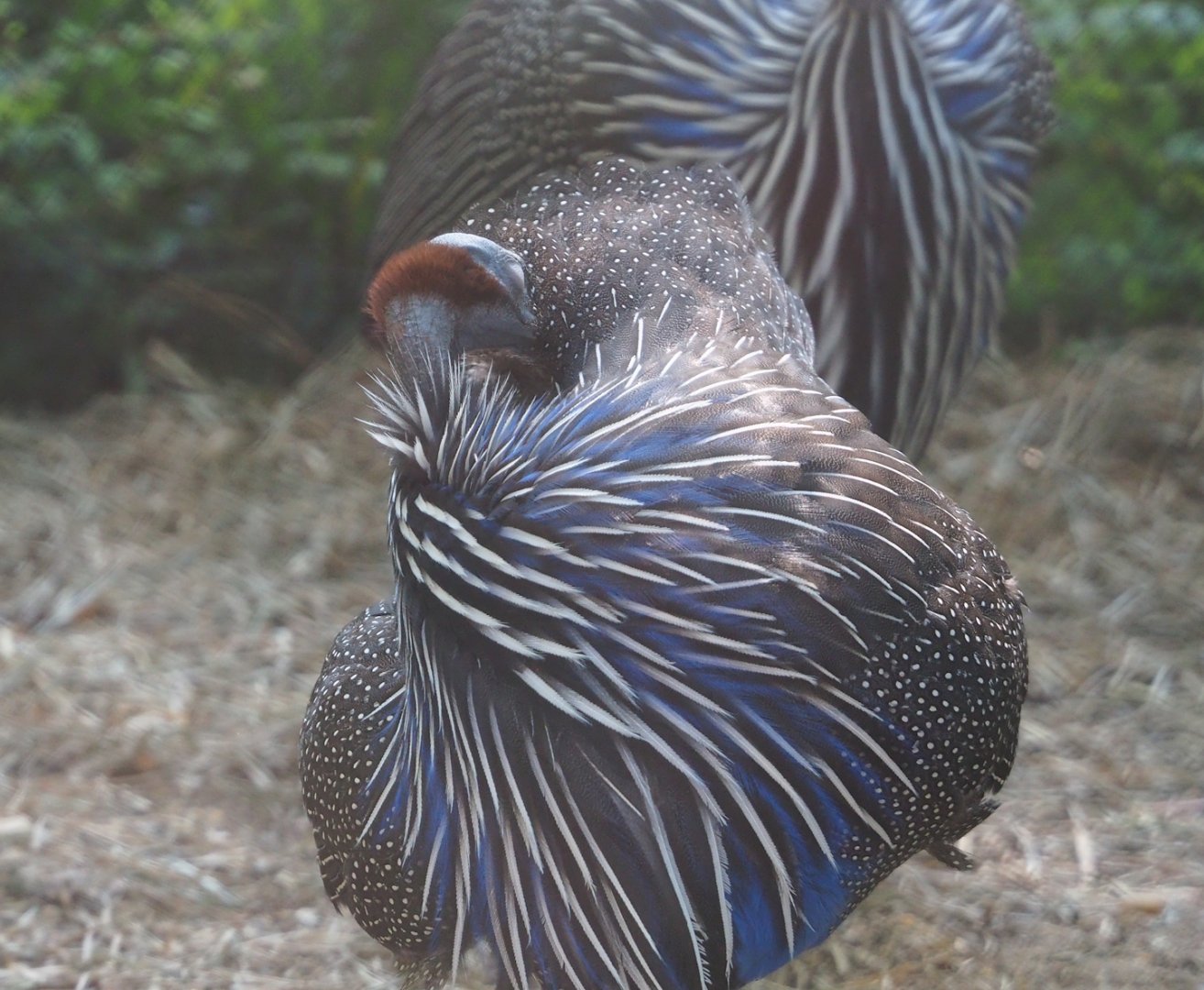 Vulturine guineafowl (Acryllium vulturinum), 2023-07-08