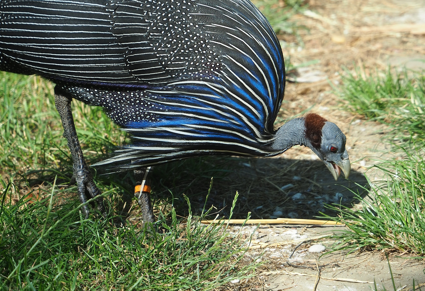 Vulturine guineafowl (Acryllium vulturinum), 2023-07-08