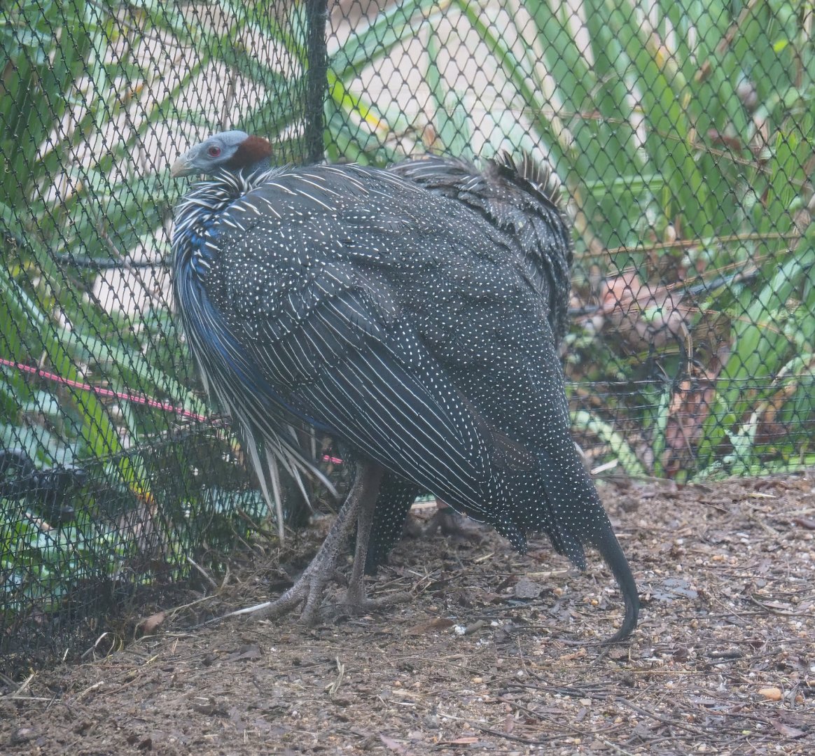 Vulturine guineafowl (Acryllium vulturinum), 2024-01-01