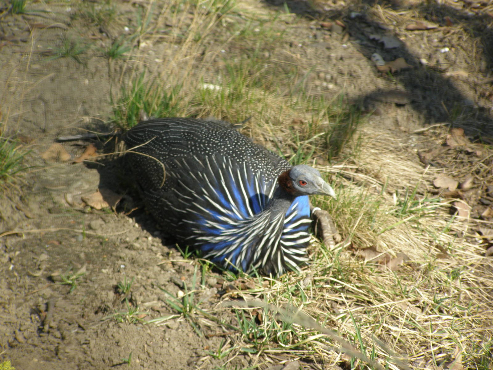 vulturine Guineafowl (Acryllium vulturinum)