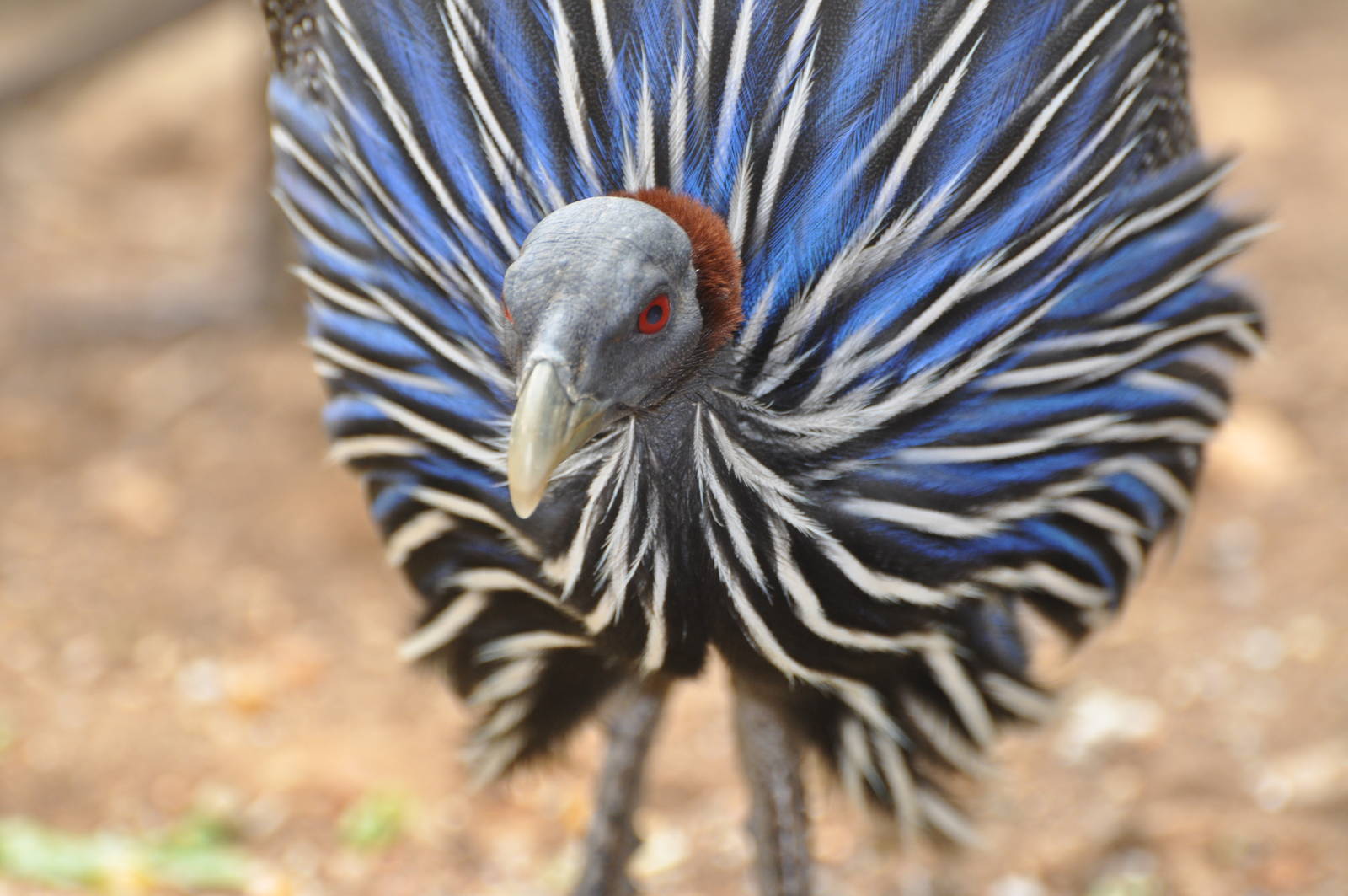 Vulturine guineafowl/ Acryllium vulturinum