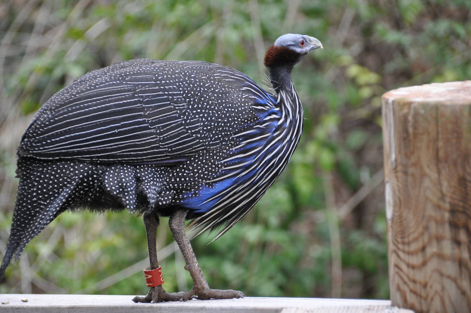 Vulturine guineafowl/ Acryllium vulturinum
