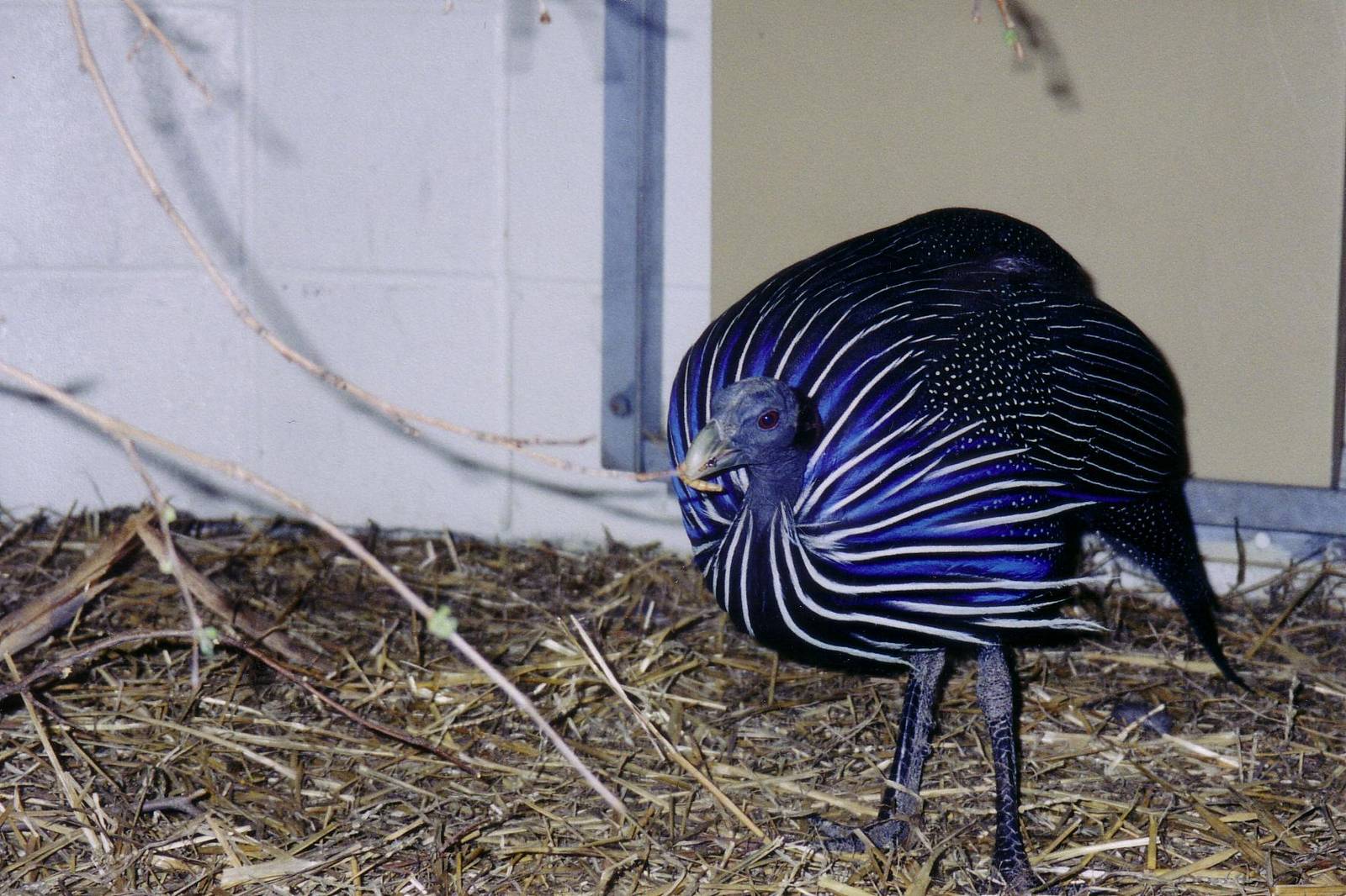Vulturine Guineafowl (Acryllium vulturinum)