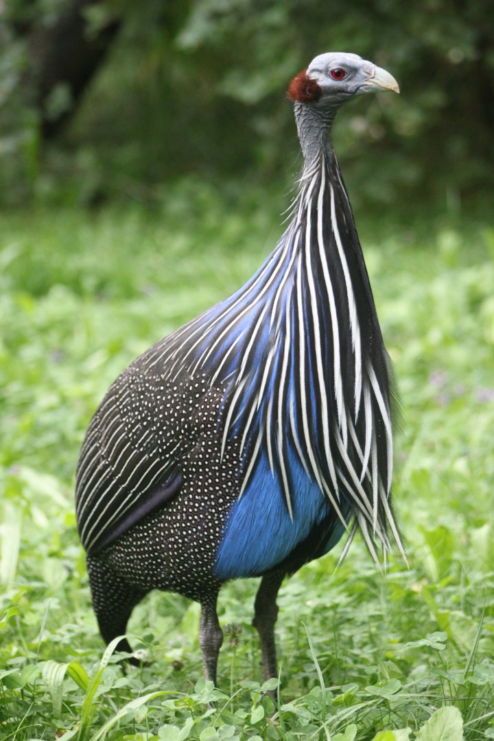 Vulturine guineafowl (Acryllium vulturinum)
