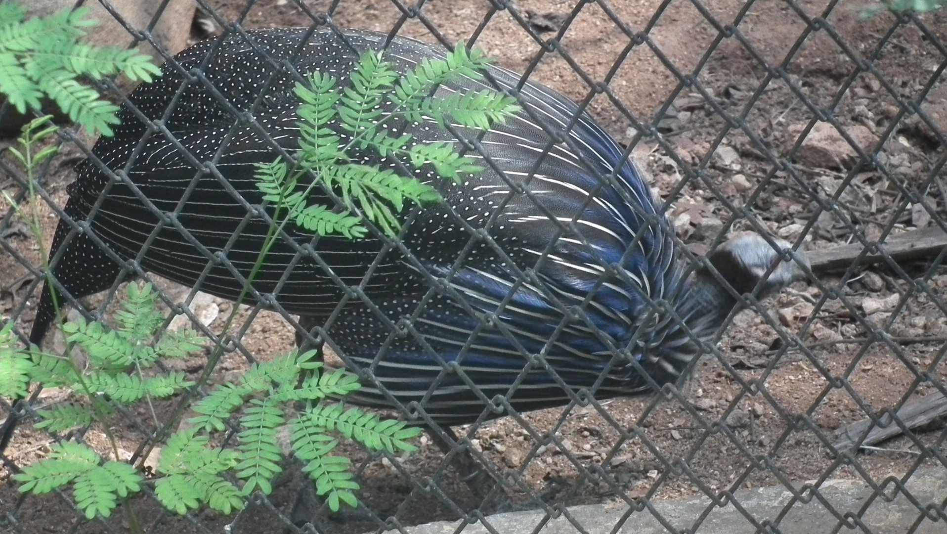 Vulturine Guineafowl (Acryllium vulturinum)