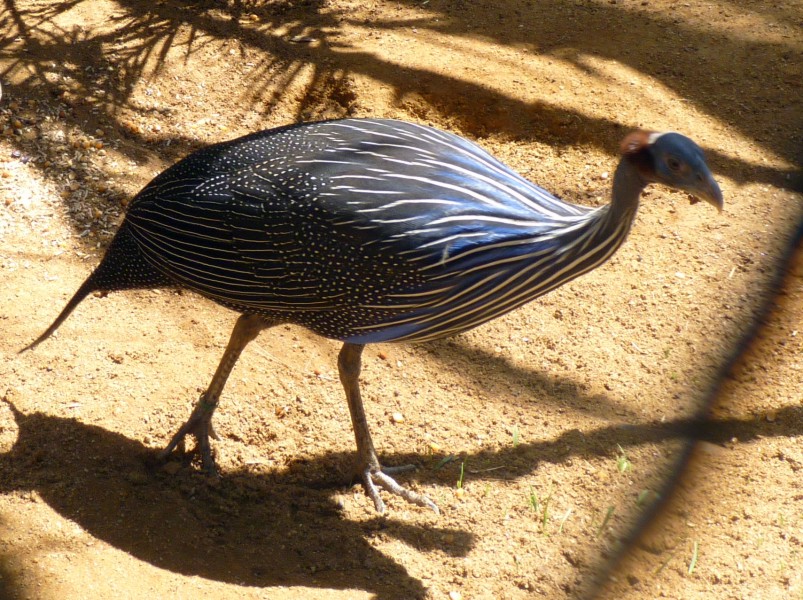 Vulturine guineafowl (Acryllium vulturinum)