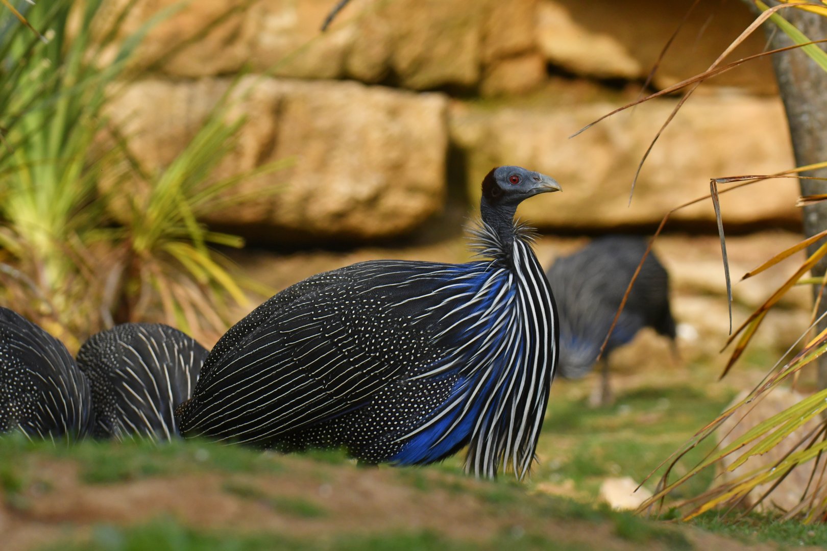 Vulturine Guineafowl (Acryllium vulturinum)
