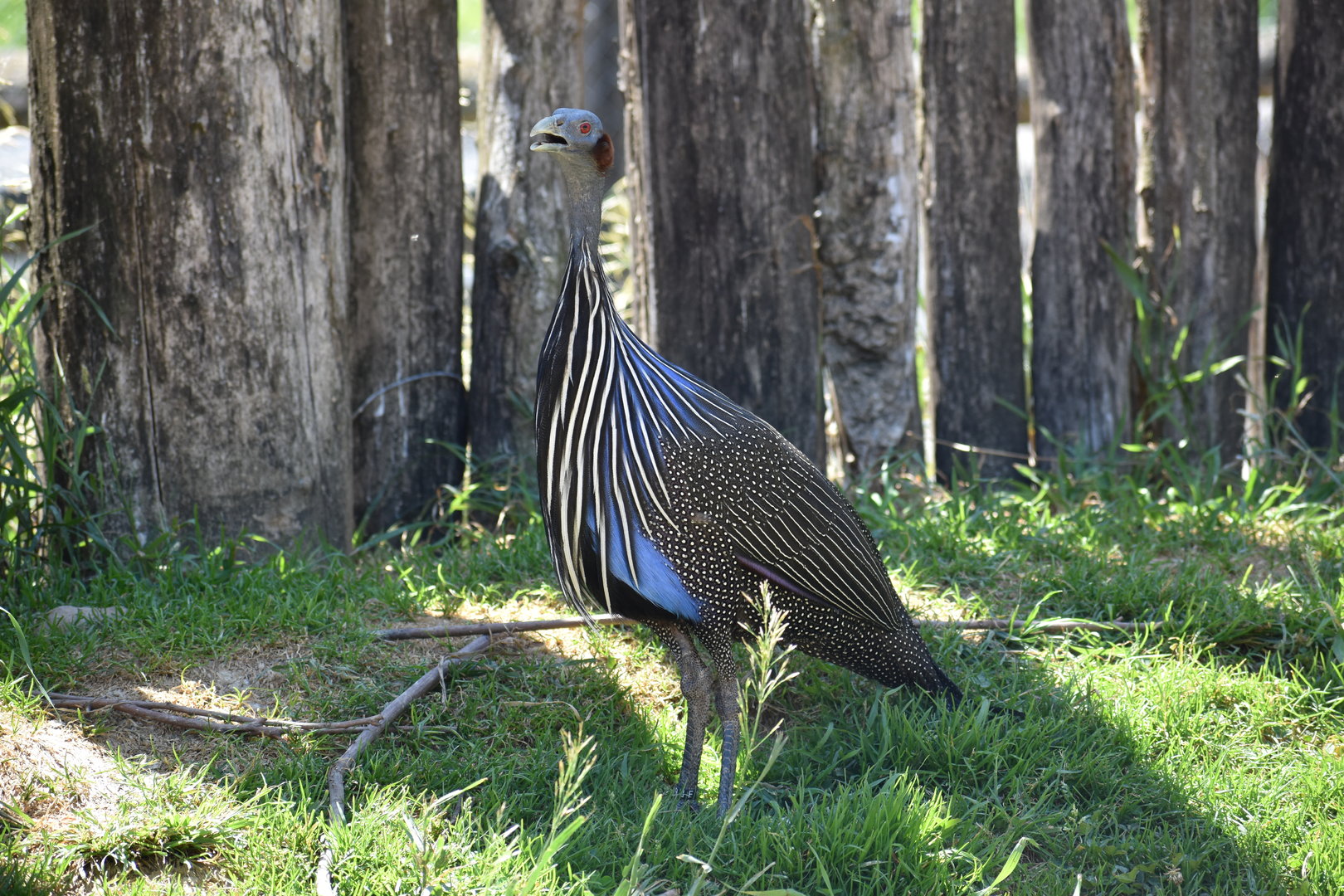 Vulturine Guineafowl - Acryllium vulturinum