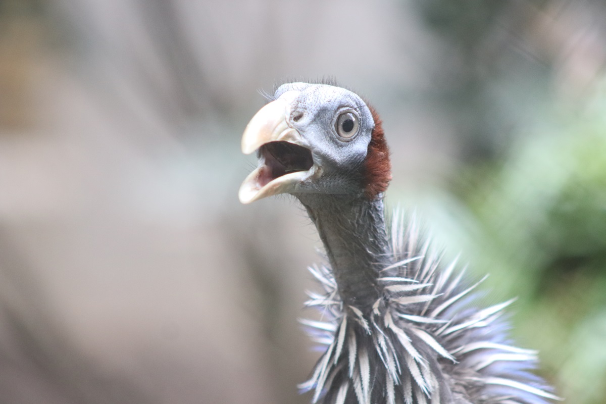 Vulturine Guineafowl (Acryllium vulturinum)