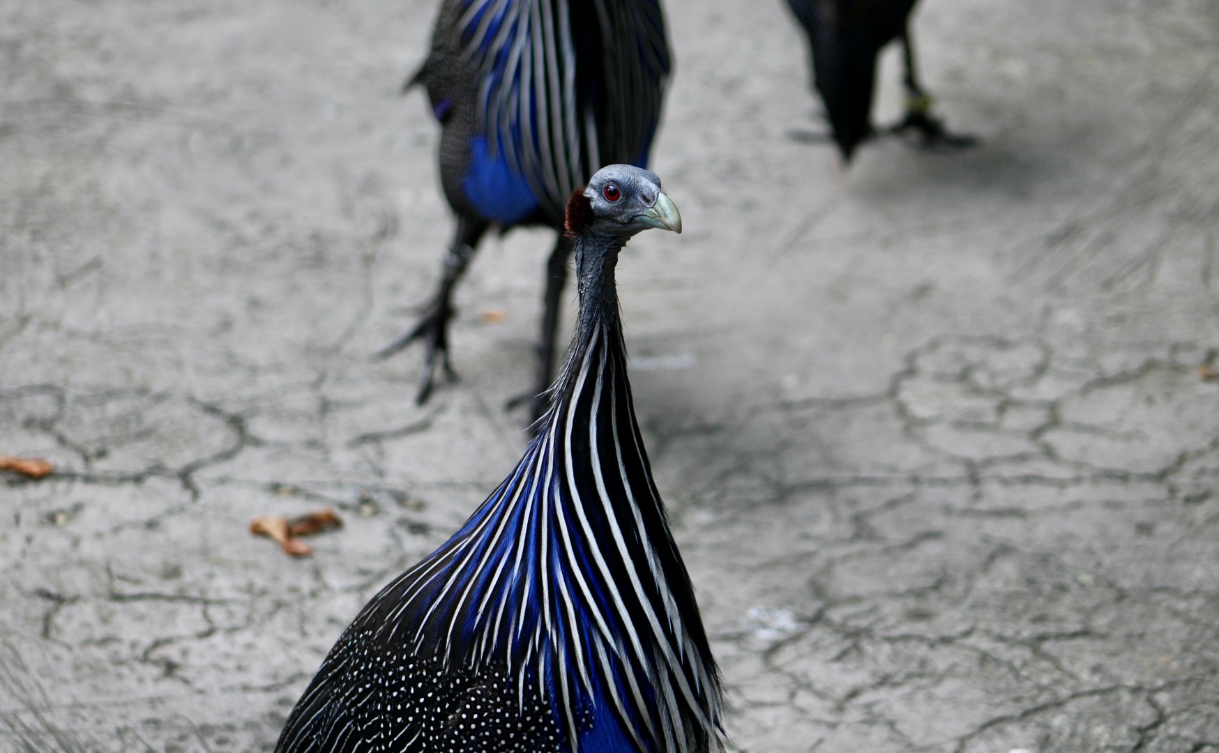 Vulturine Guineafowl (Acryllium vulturinum)