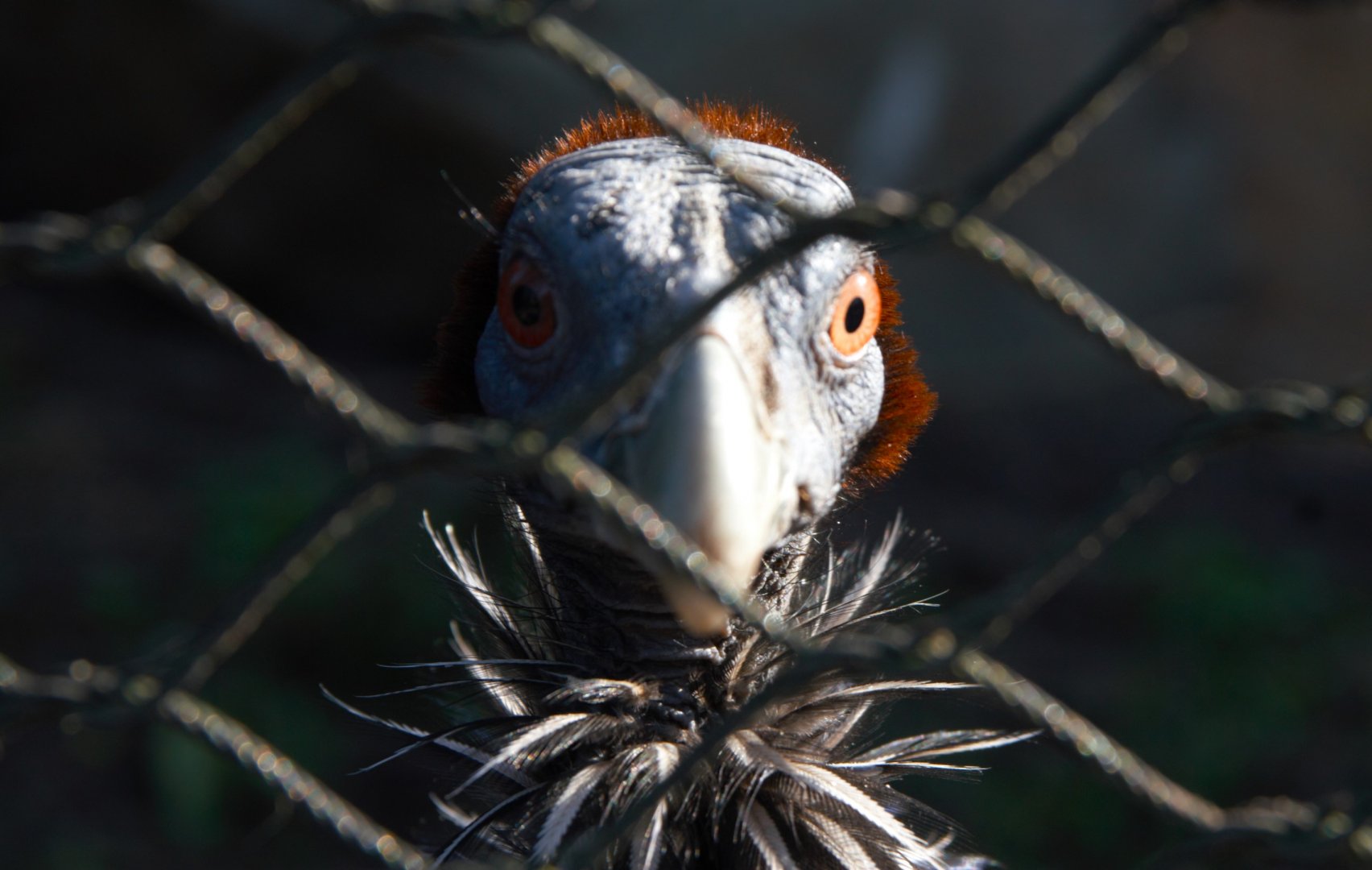 Vulturine Guineafowl (Acryllium Vulturinum)