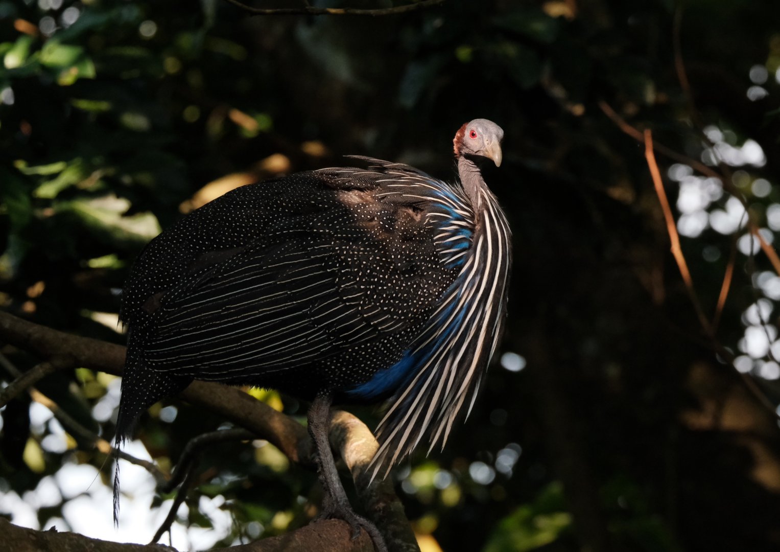 Vulturine Guineafowl (Acryllium vulturinum)