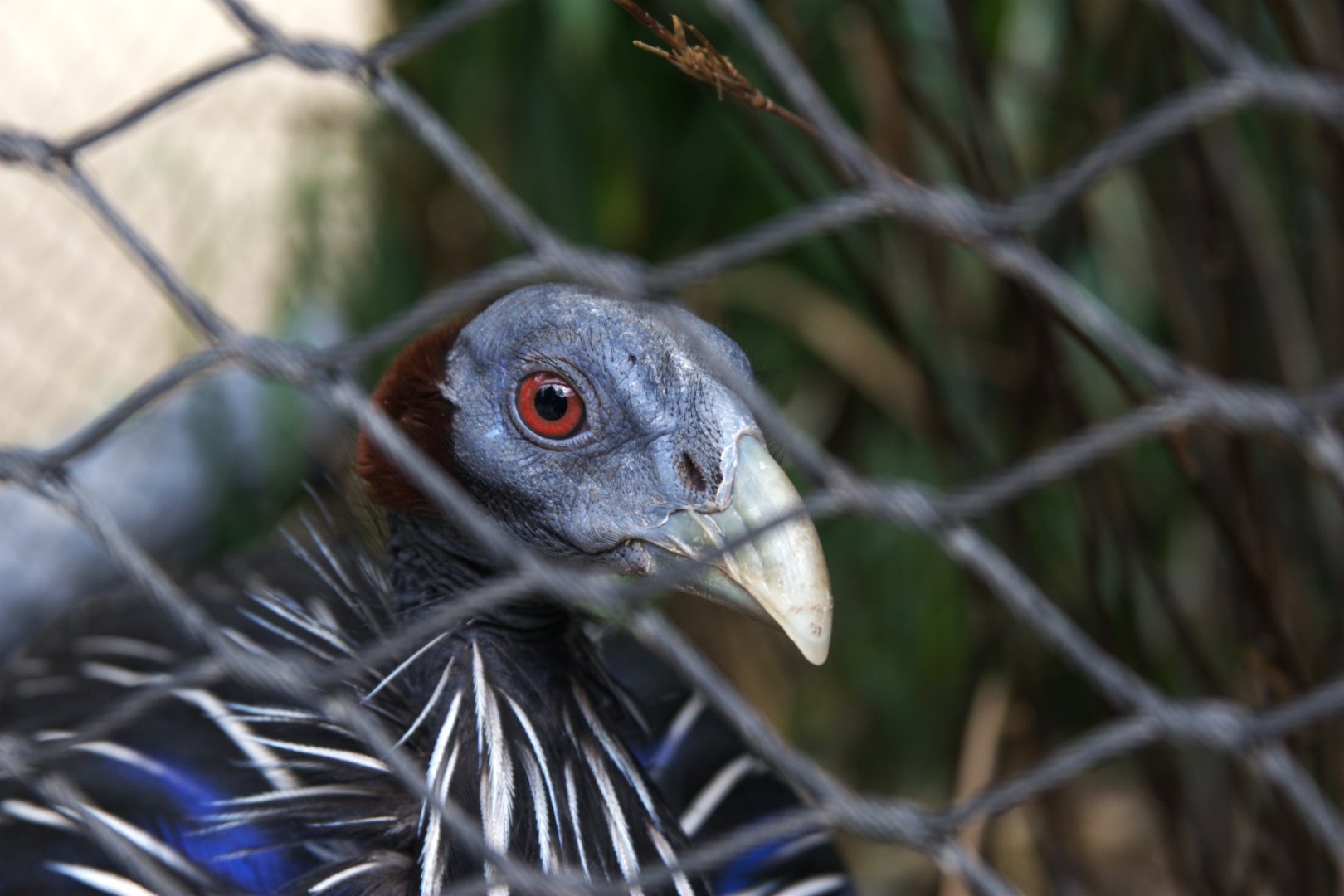 Vulturine Guineafowl (Acryllium vulturinum)