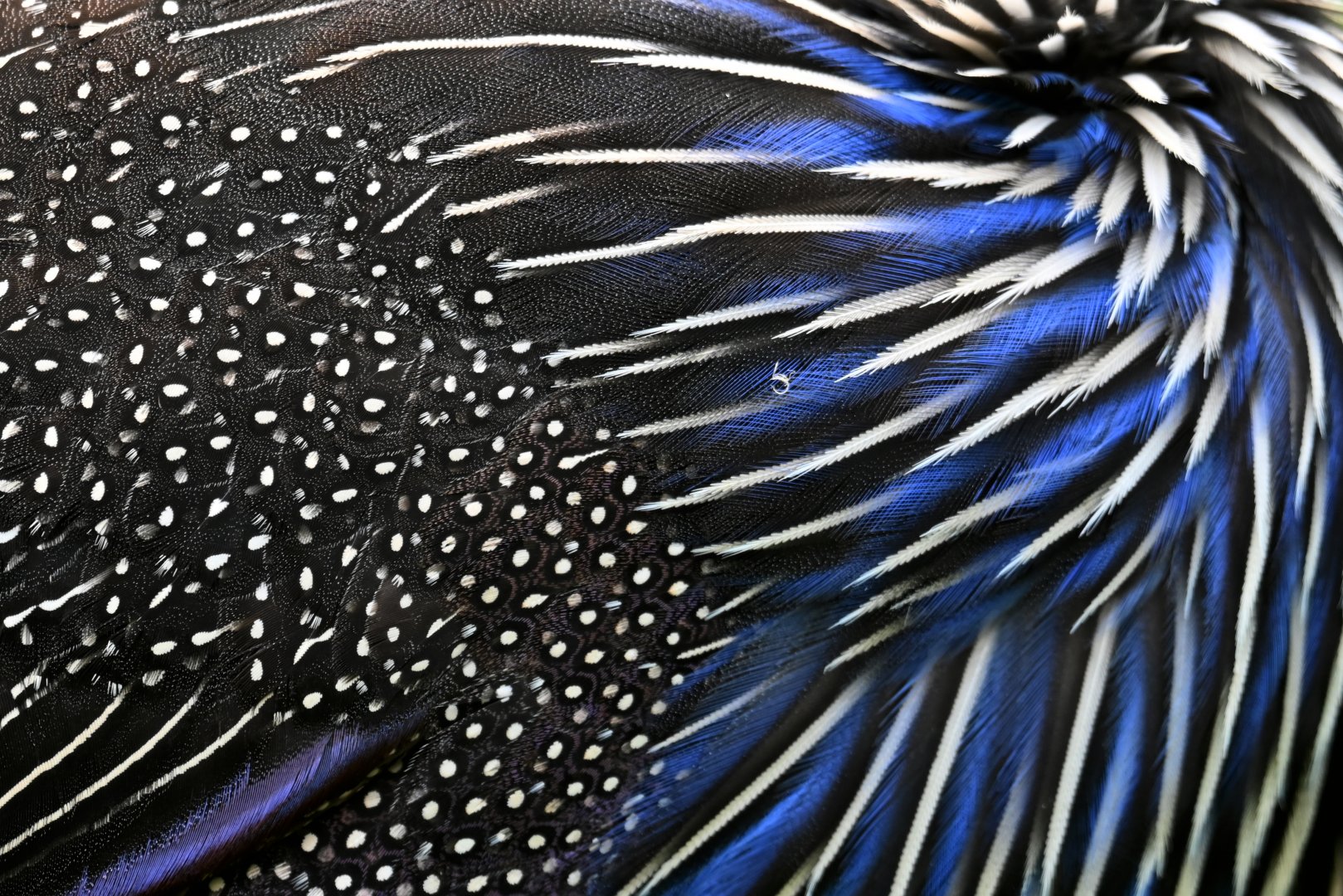 Vulturine guineafowl Acryllium vulturinum