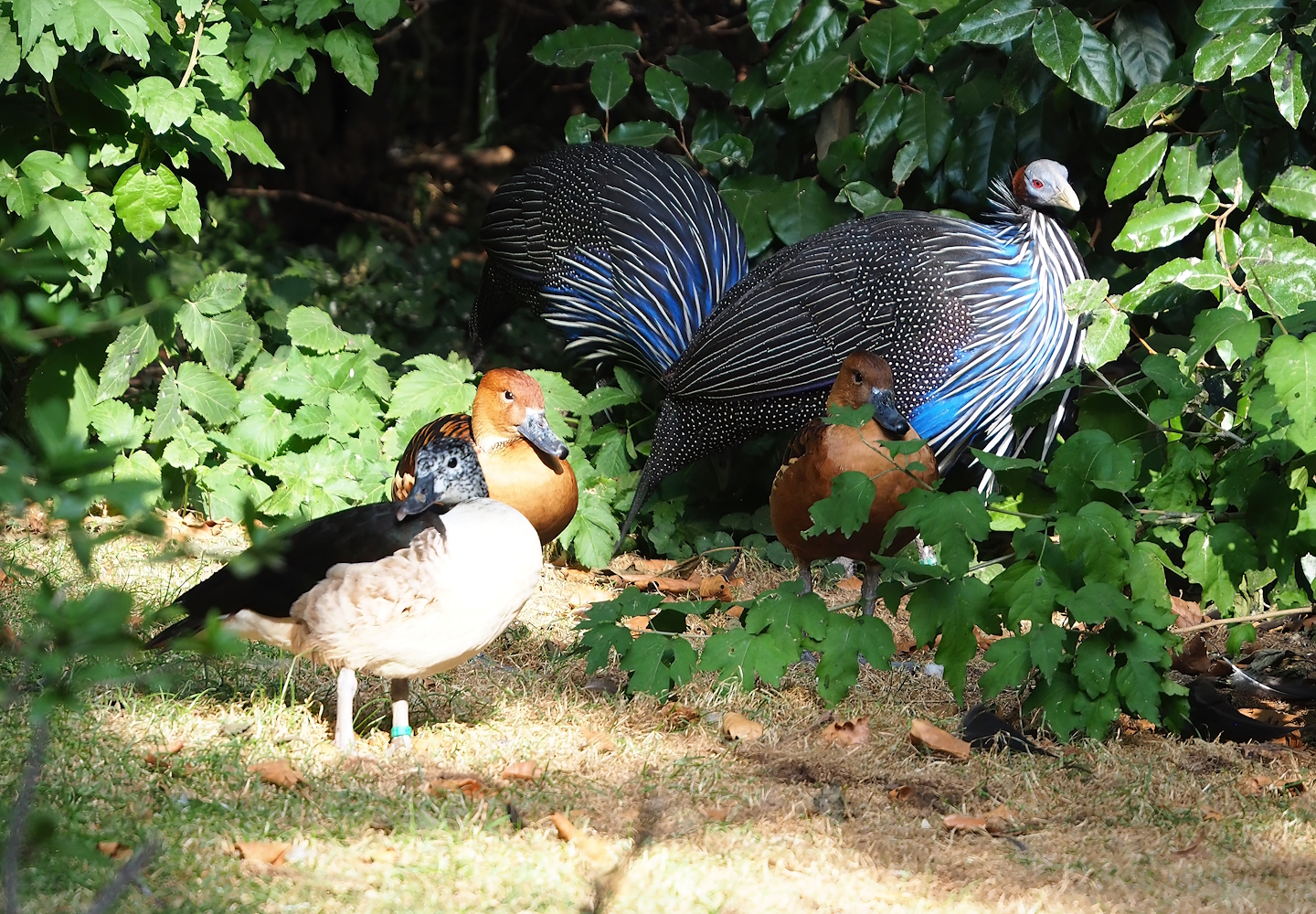 Vulturine guineafowl, African comb duck and Fulvous whistling duck, 2022-09-04