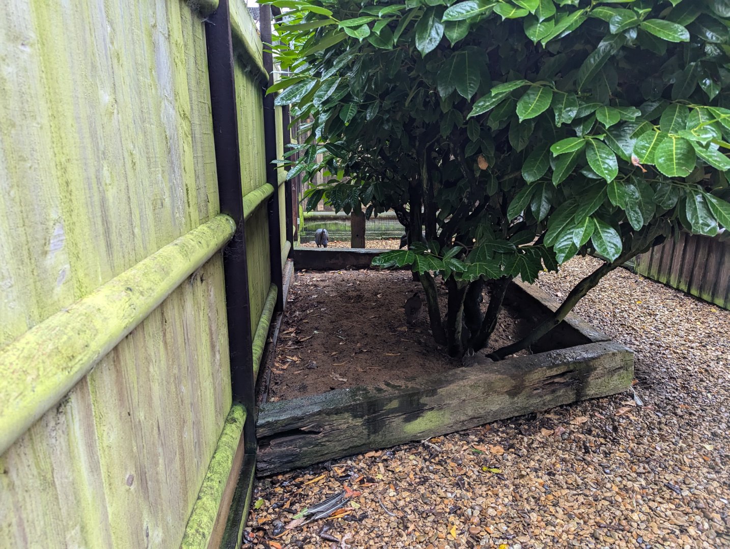 Vulturine Guineafowl and Barbary Partridge Aviary