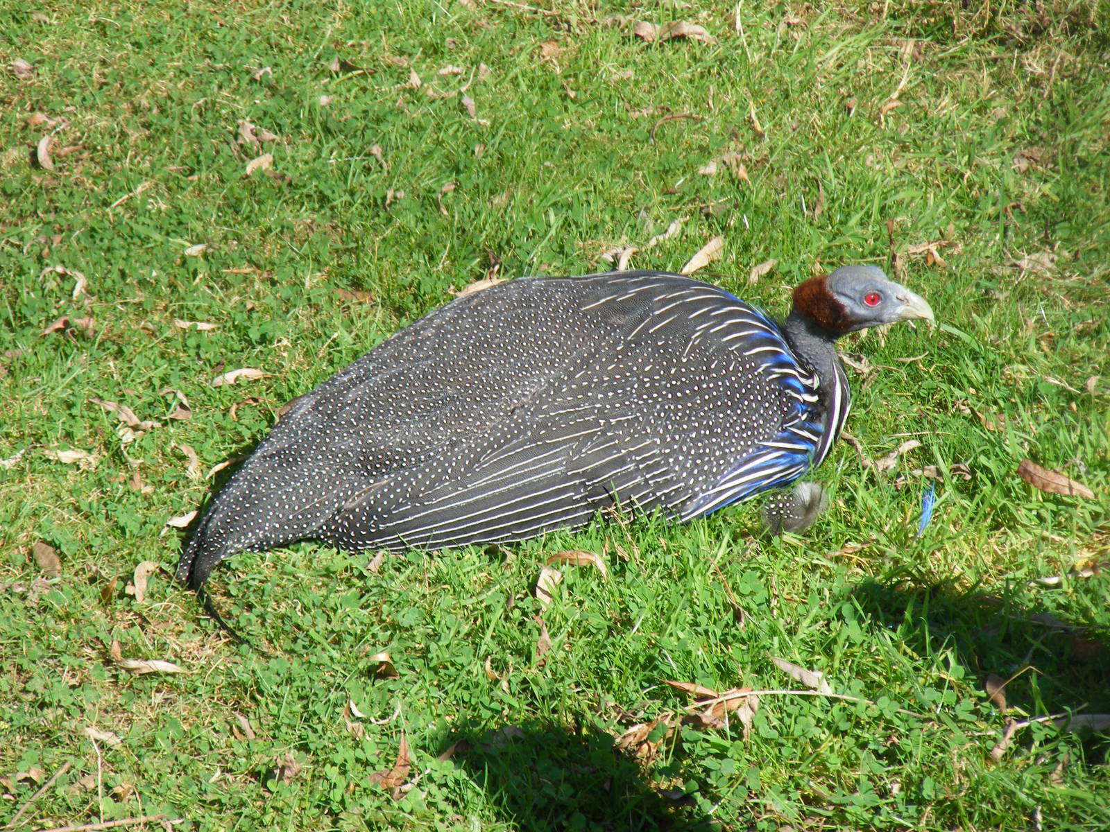 Vulturine guineafowl at Paultons Park, 2 October 2011