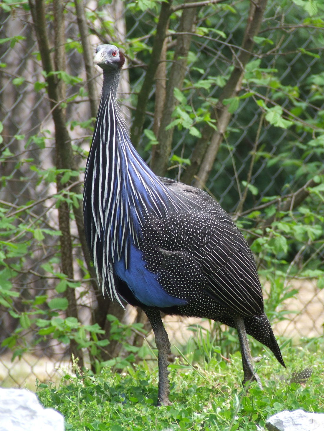 Vulturine guineafowl at the African walk-through aviary @ Debrecen Zoo