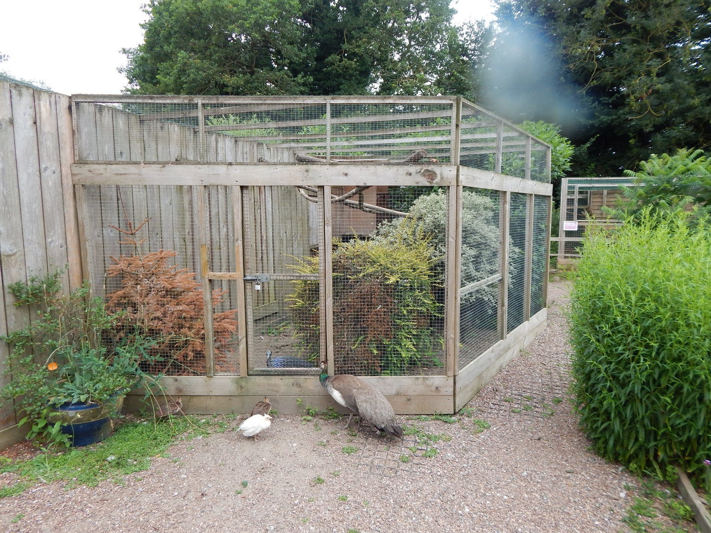Vulturine guineafowl aviary and visitors 300623