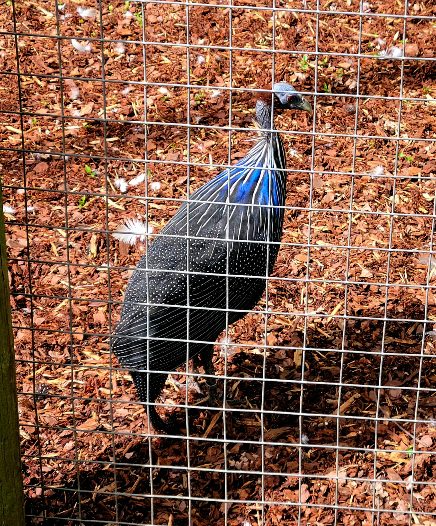 Vulturine Guineafowl-Bright's Zoo