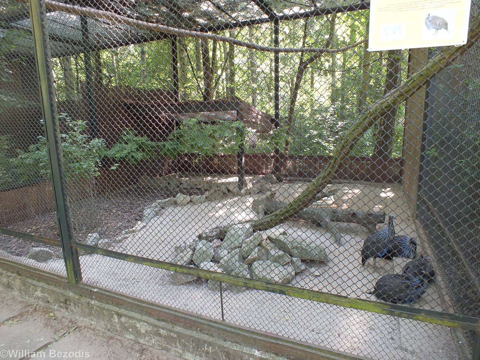 Vulturine Guineafowl Enclosure