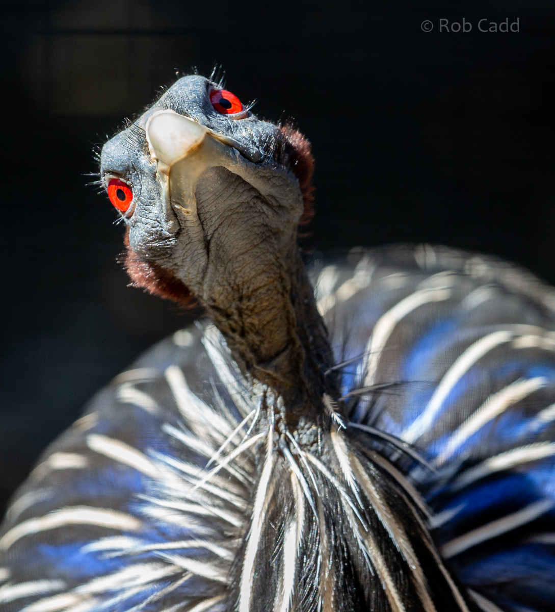 Vulturine guineafowl: Hamerton : 02 Sep 2018