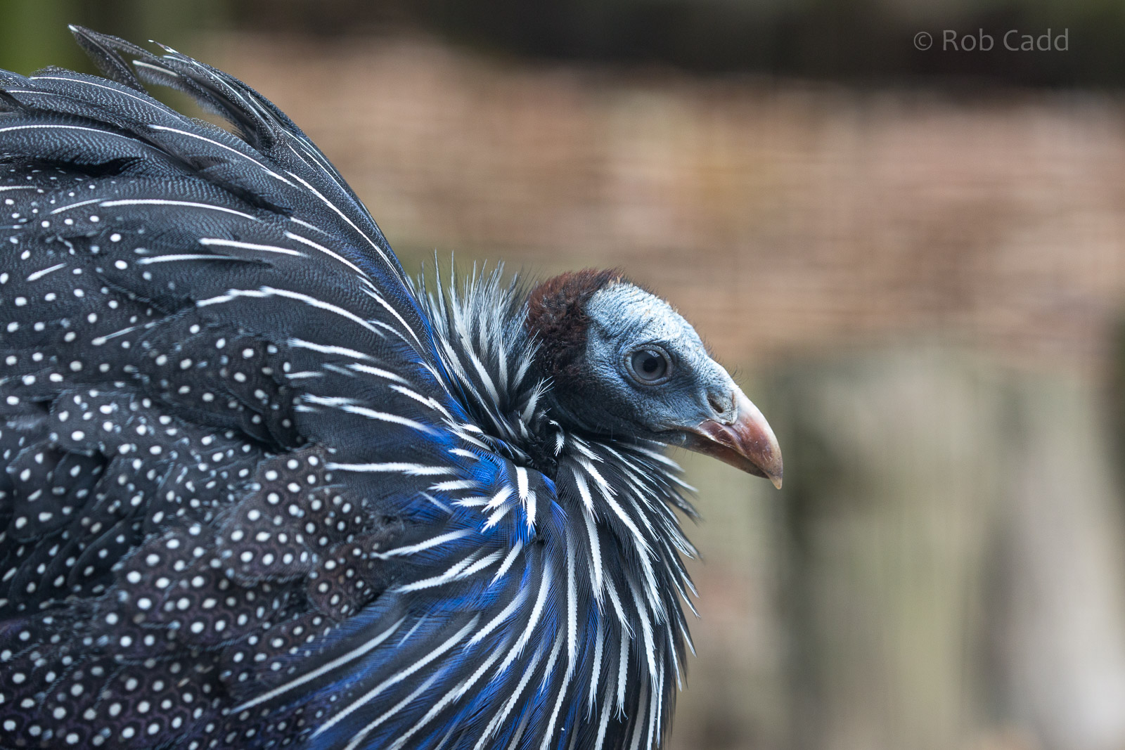 Vulturine guineafowl : Hamerton : 25 May 2015