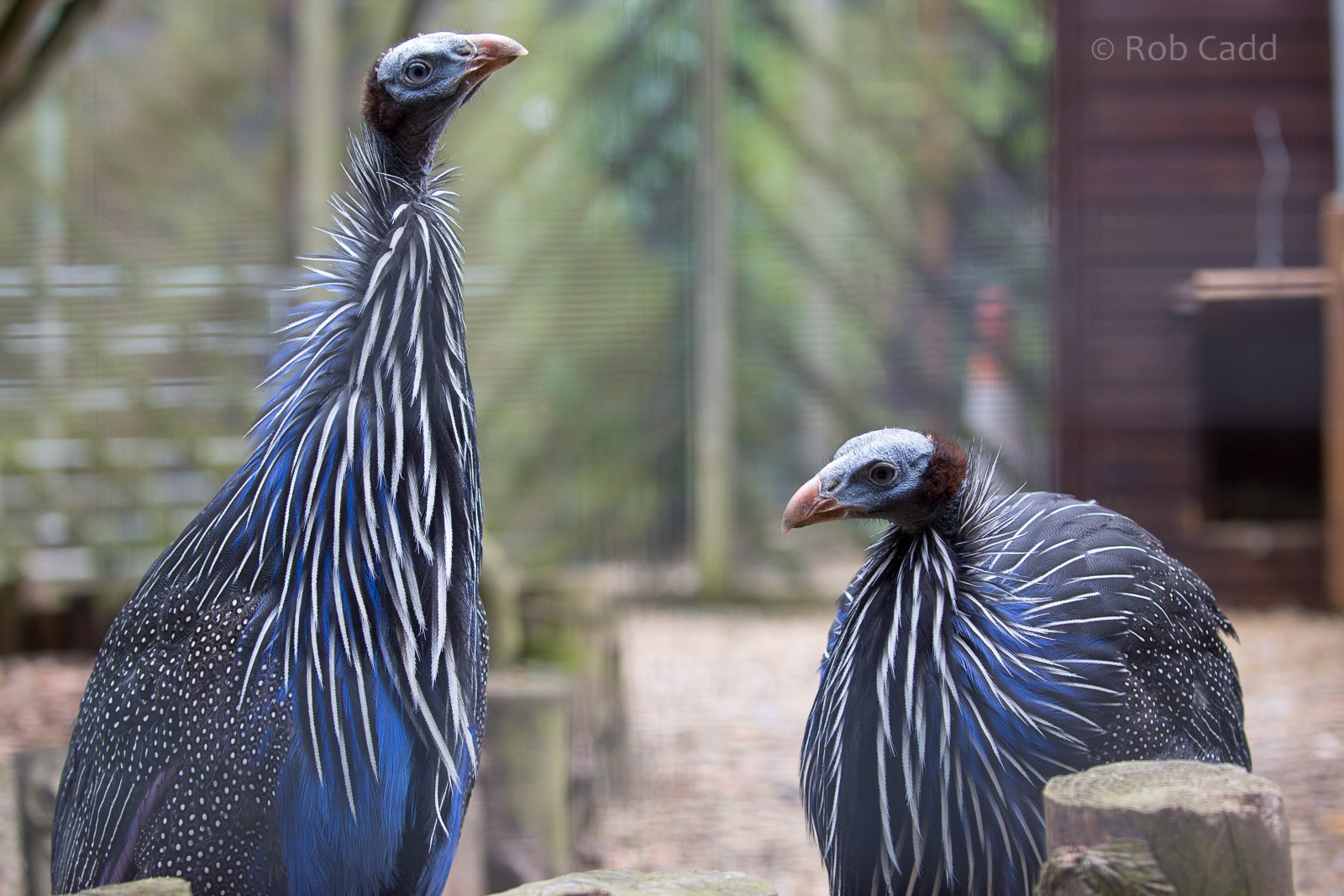 Vulturine guineafowl : Hamerton : 25 May 2015