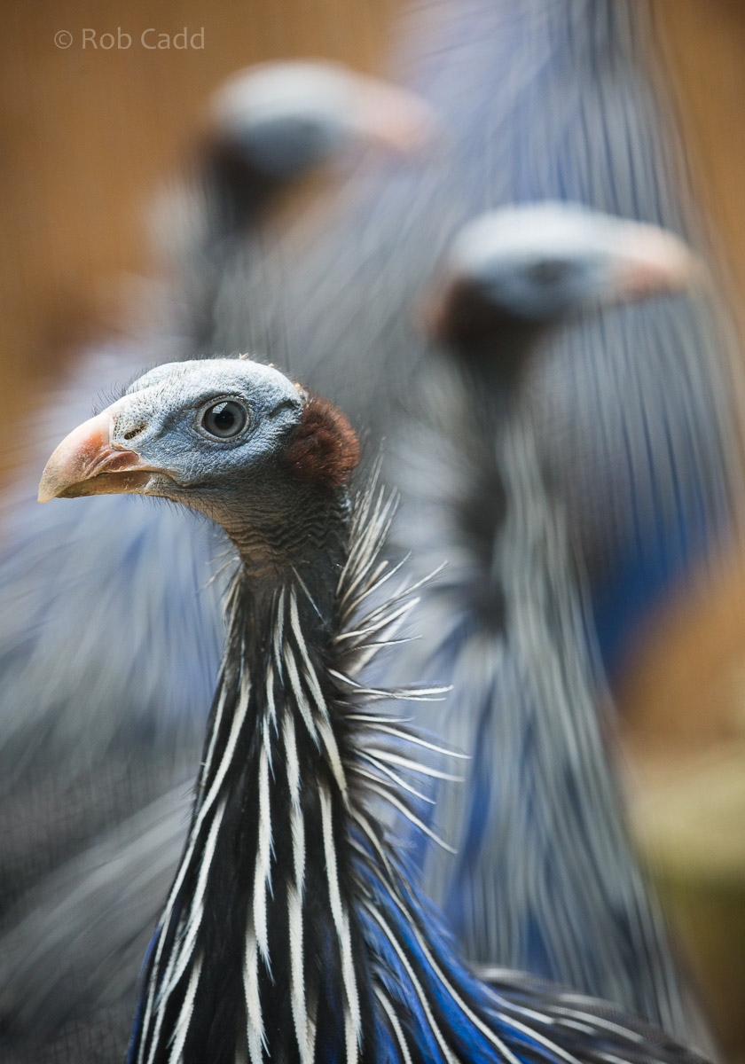 Vulturine guineafowl: Hamerton : 25 May 2015