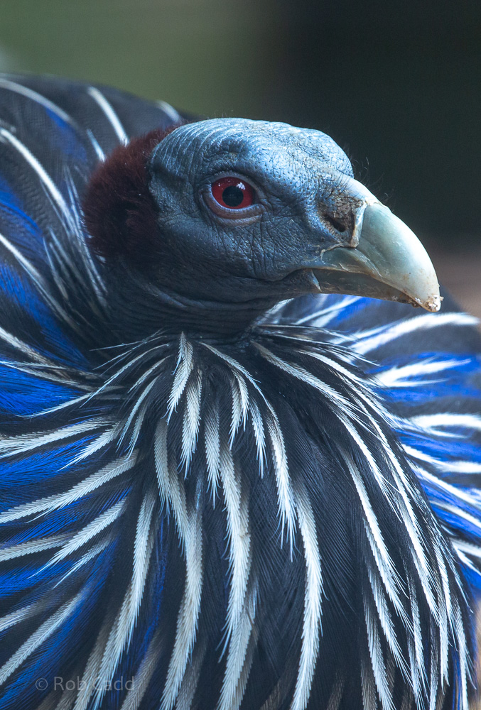 Vulturine guineafowl : Hamerton : 31 May 2019