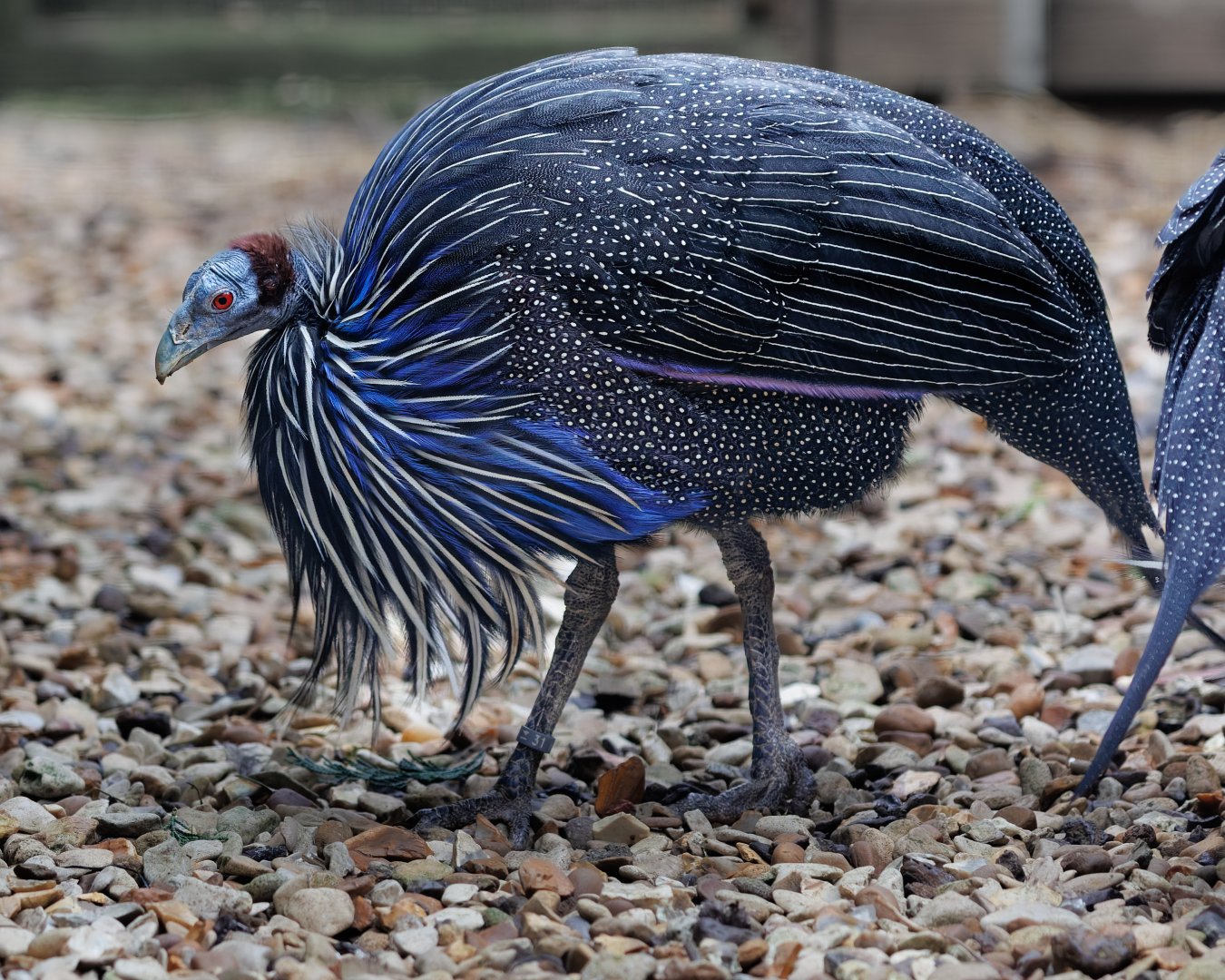 Vulturine Guineafowl / Hamerton