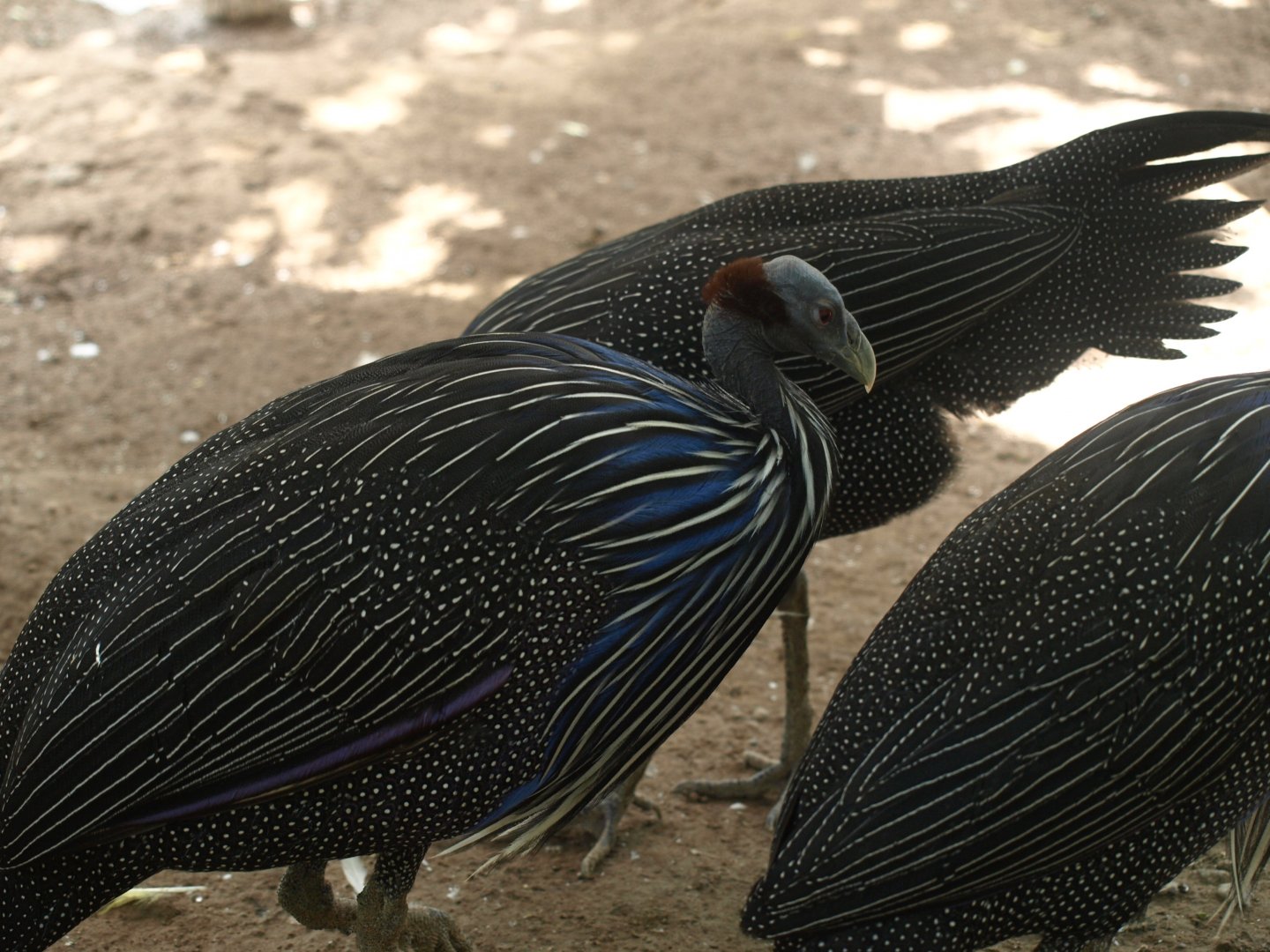 Vulturine guineafowl - Lake View Point Bird park 12/7/2018