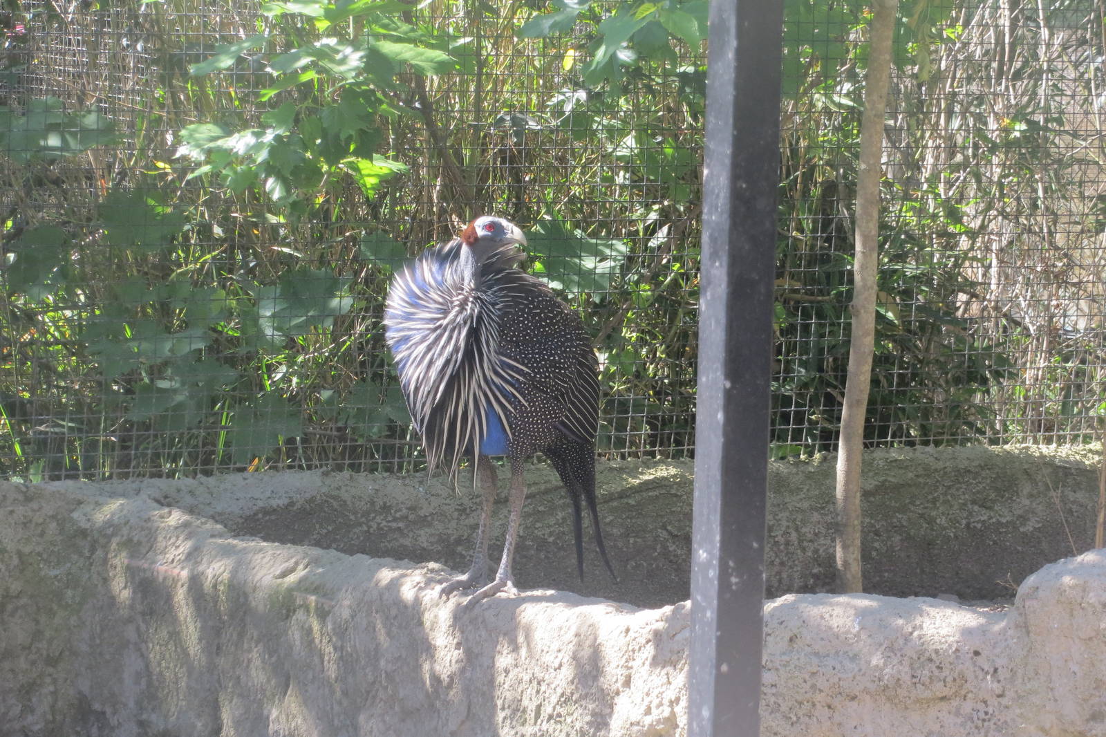 Vulturine Guineafowl May 2014
