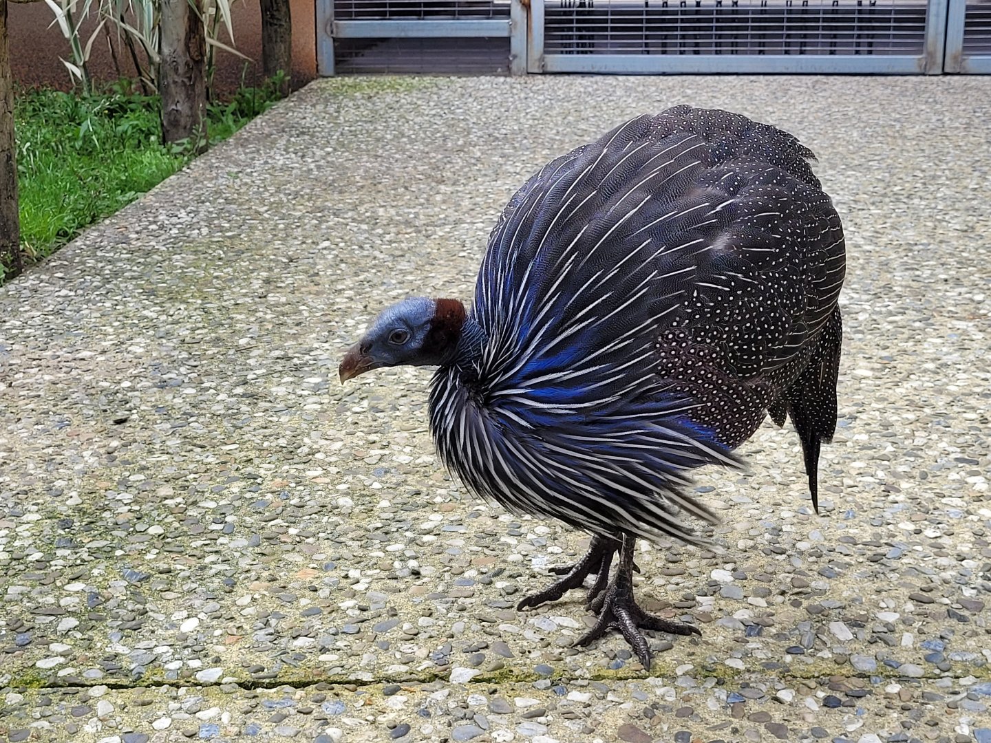 Vulturine guineafowl -Zoo du bassin d'Arcachon (2024)