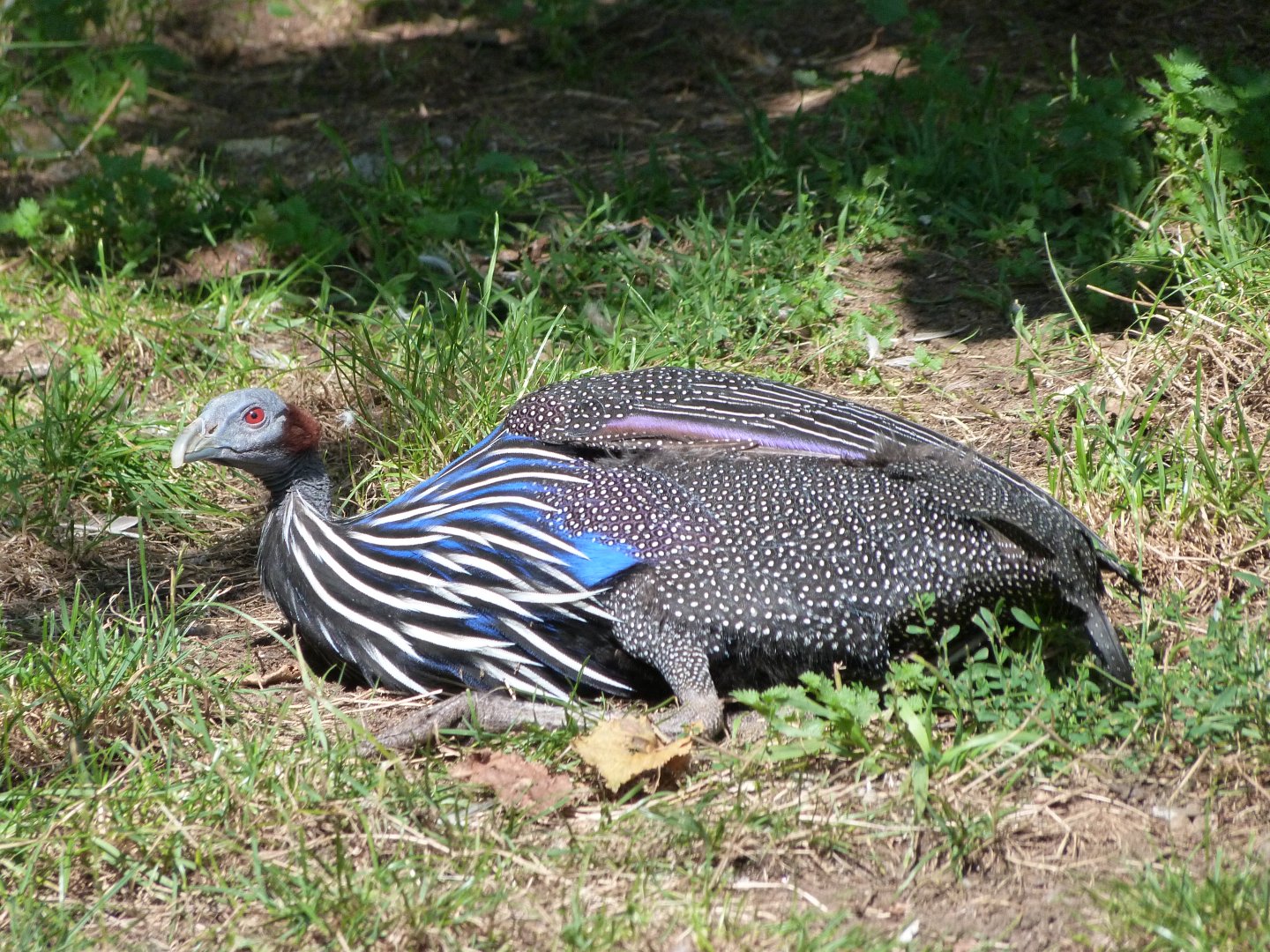 Vulturine guineafowl -Zoo Praha (2025)