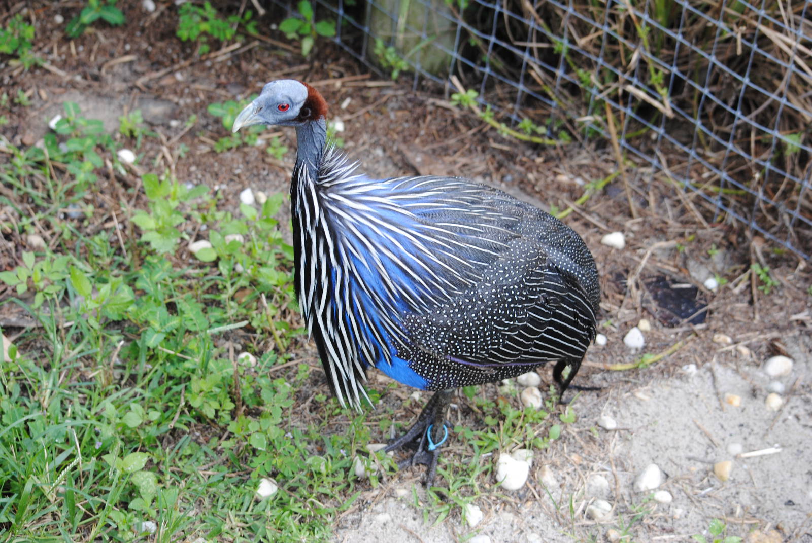 Vulturine Guineafowl