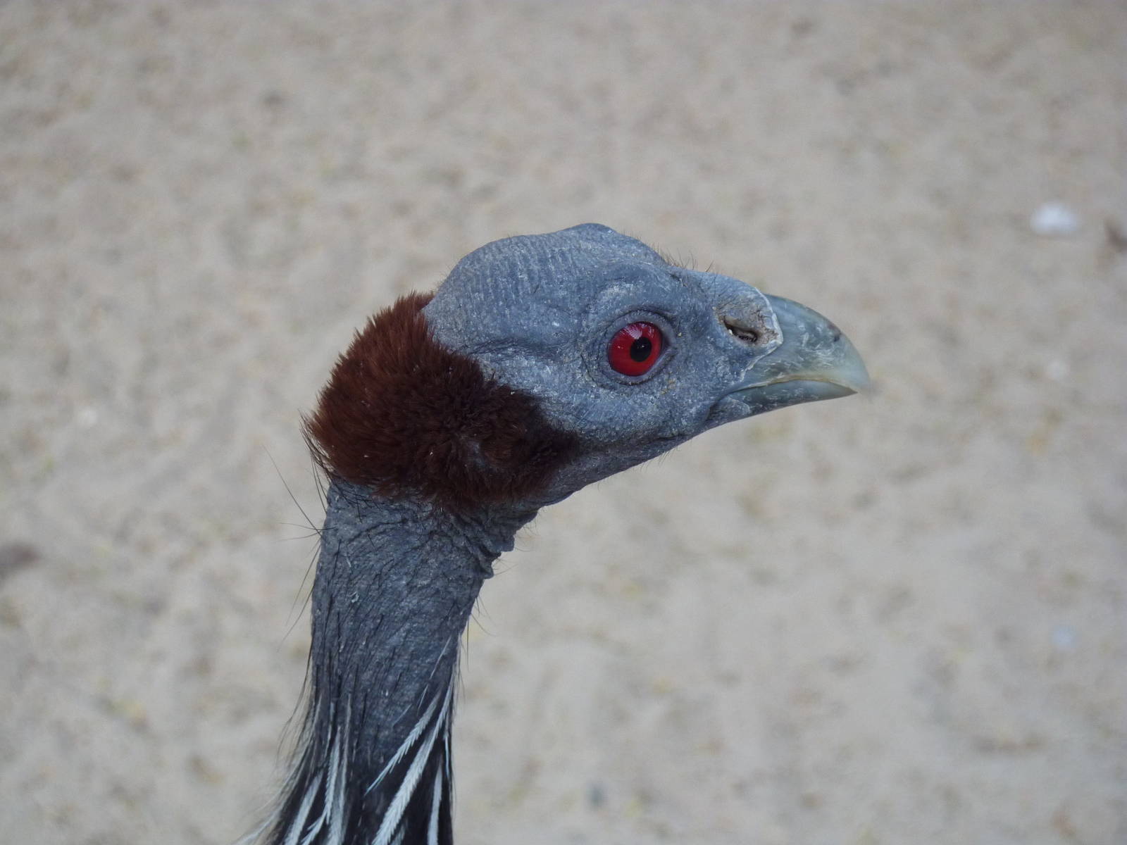 Vulturine guineafowl