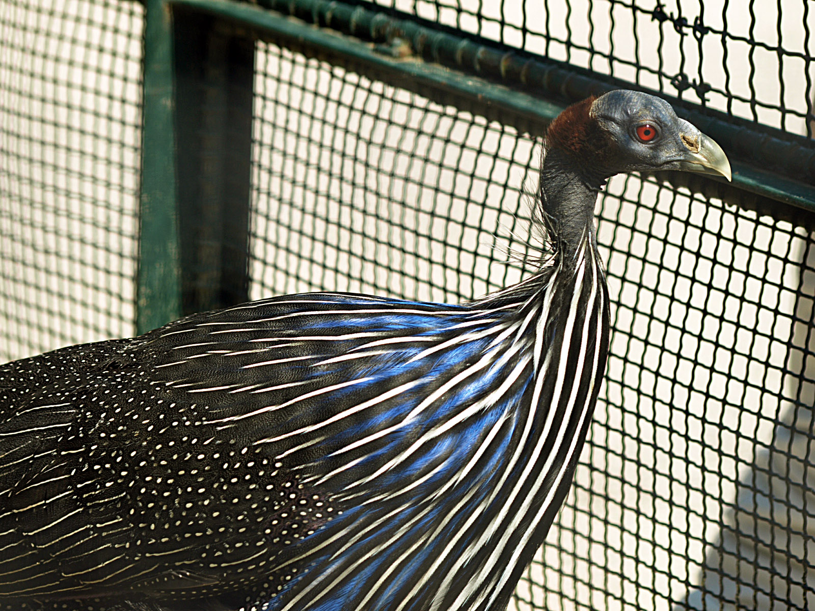 Vulturine guineafowl