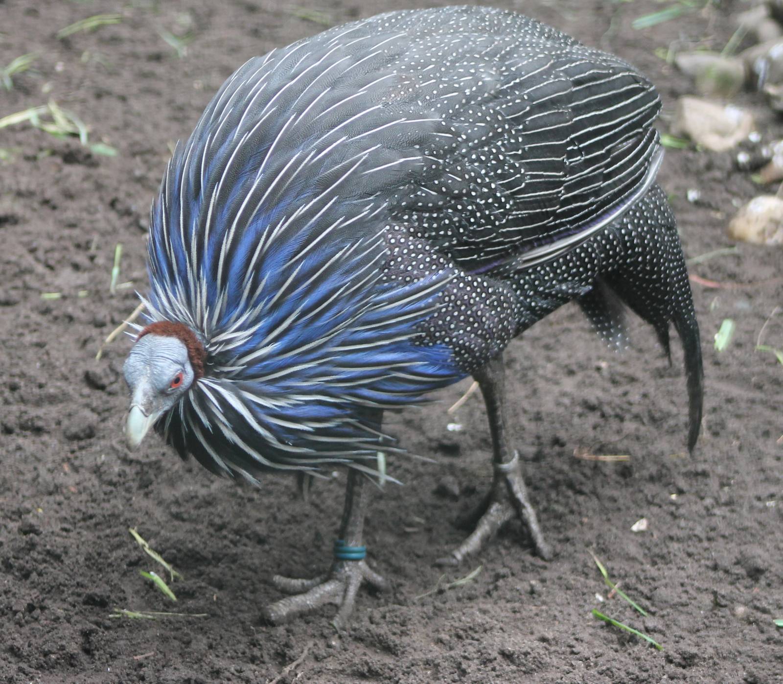 Vulturine guineafowl