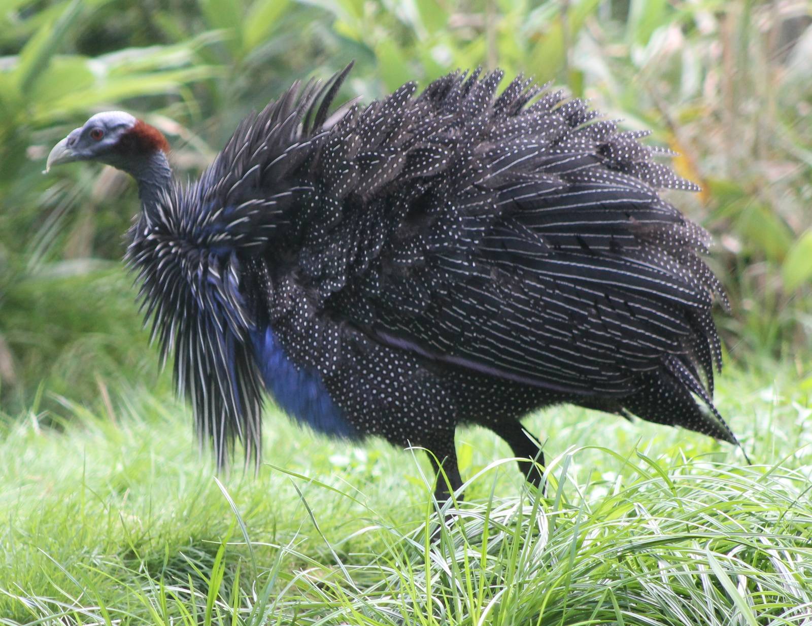 Vulturine Guineafowl