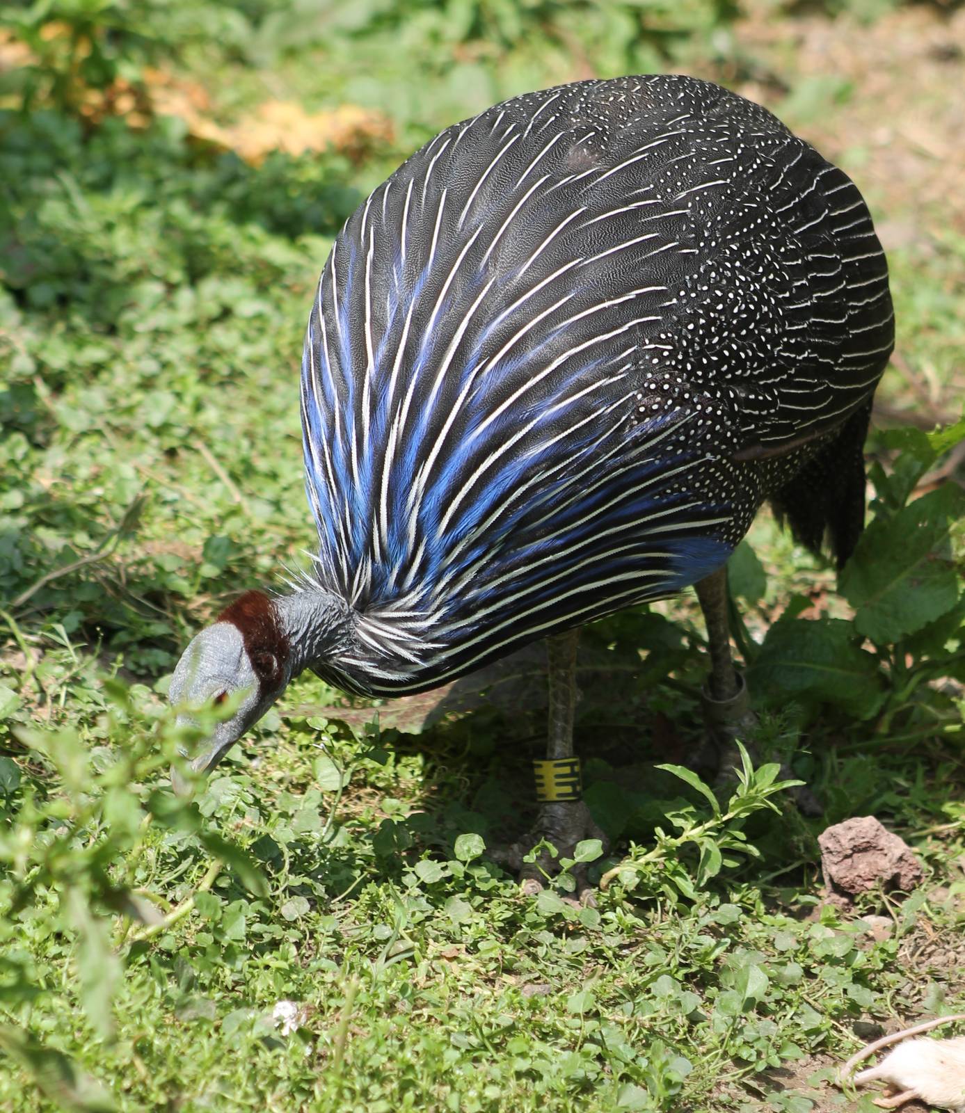 Vulturine guineafowl