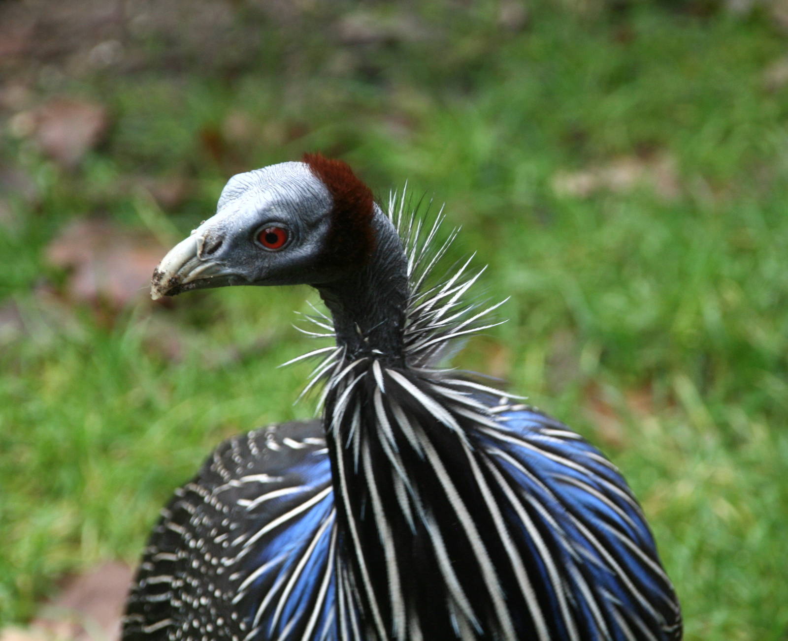 Vulturine guineafowl