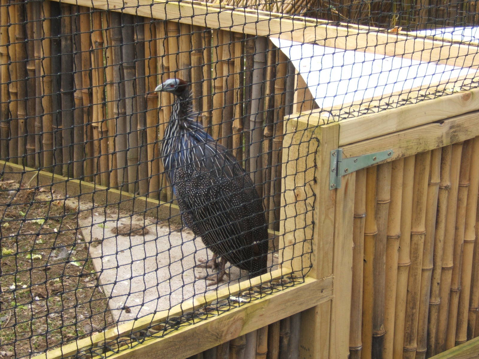 Vulturine Guineafowl