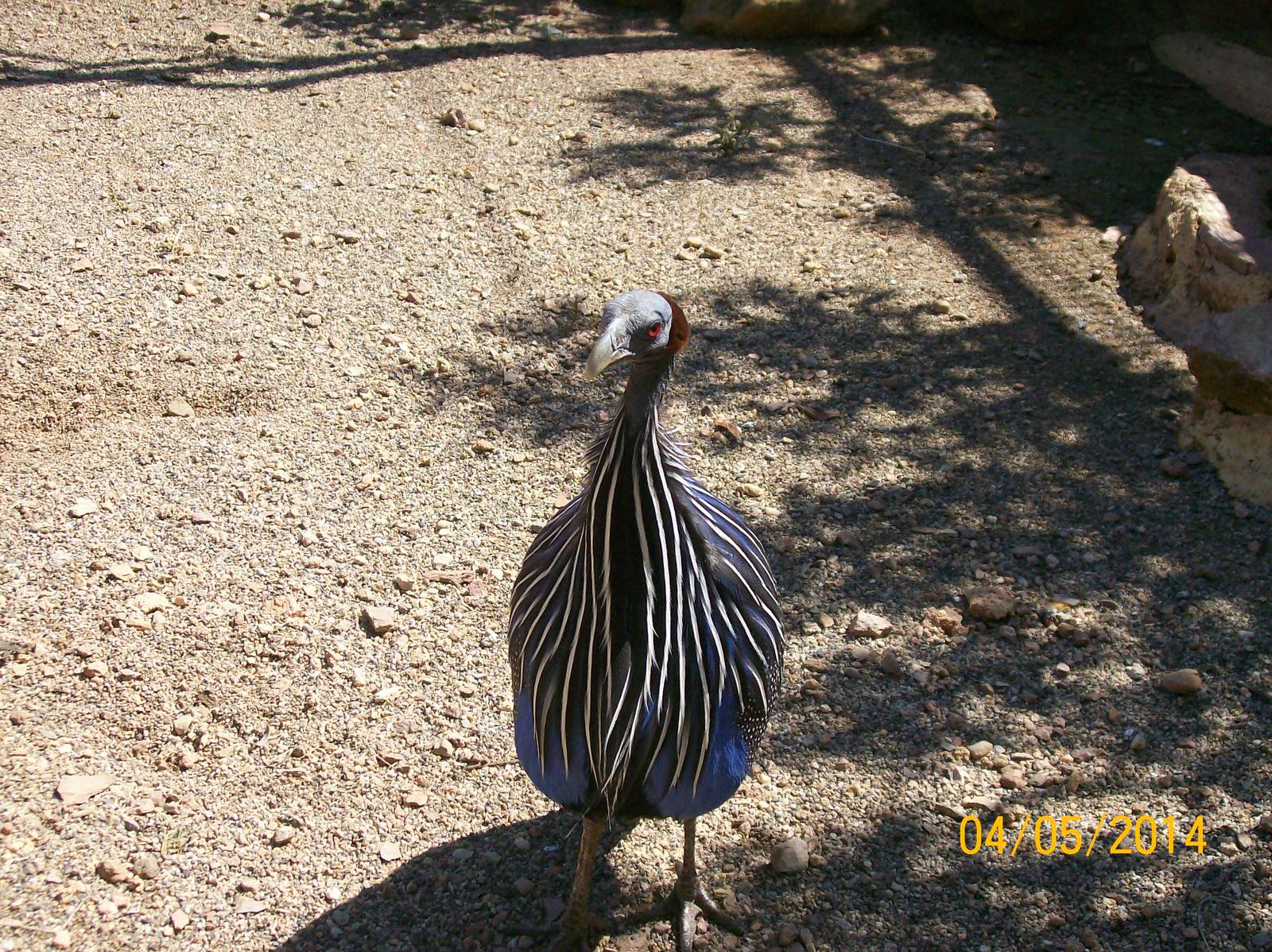 Vulturine guineafowl