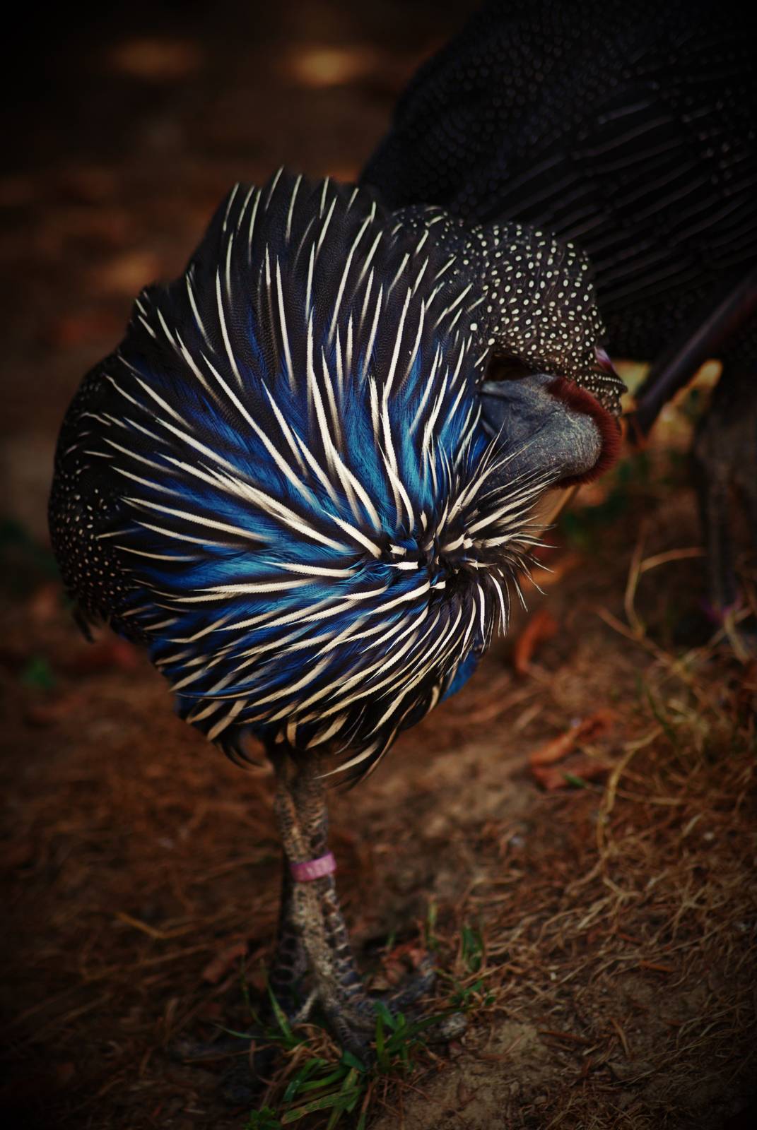 Vulturine guineafowl