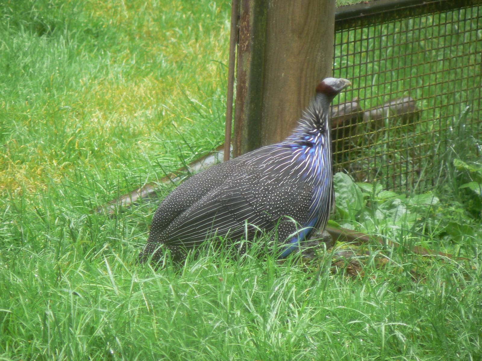 Vulturine Guineafowl