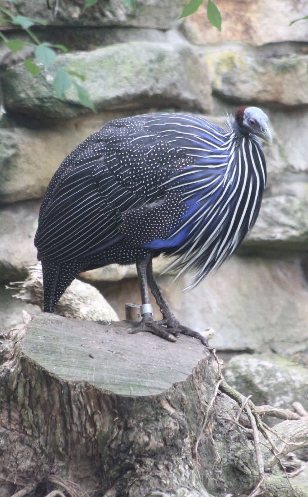 Vulturine guineafowl